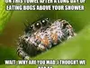 The Sad World Of The Misunderstood House Spider