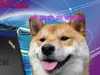 The Best Of The Hilarious Shibe Meme