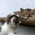 Kitten Tries To Wake Up His Friend