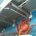 Octopus Houdini