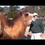 Amazing Animals With Sixth Sense