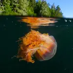 12 Bizarre Facts About Jellyfish That Will Blow Your Mind