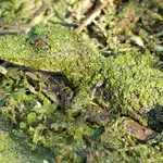Animal Camouflage: When Survival Meets Beauty