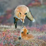 We Found The Most Stunning Nature Photography of 2014