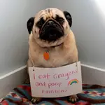Dog Shaming: 40 Hilarious Pictures Of Dogs In Huge Trouble