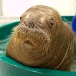 17 Heartwarming Pictures Of Mitik, The Orphaned Baby Walrus