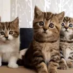The 46 Cutest Cat GIFs Ever