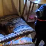25 GIFs Of Cats Shamelessly Stealing Dogs' Beds