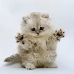 30 Of The Cutest Kitten Videos That Will Make You Explode In Delight