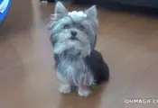 Puppy performing tricks!