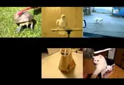 Animal Party