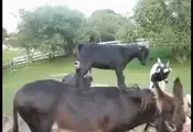 Goats Being Weird