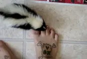 Pet Skunk Wants To Get Picked Up