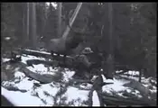 The Elk That Got Away