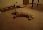 The Sleep Walking Dog