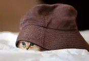 The Most Photogenic Cat The World Has Ever Seen