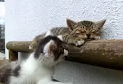 Kitten Tries To Wake Up His Friend