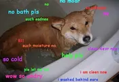 The Best Of The Hilarious Shibe Meme