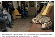 The Fascinating Story Of Moscow’s Stray Dogs