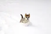 Playing In The Snow