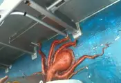 Octopus Houdini