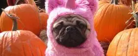 The Best Pug Costumes Known To Man The Best Pug Costumes Known To Man