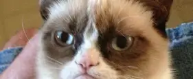 The Best Of The Grumpy Cat Meme The Best Of The Grumpy Cat Meme
