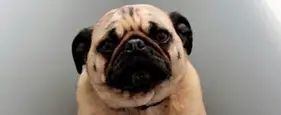 Dog Shaming: 40 Hilarious Pictures Of Dogs In Huge Trouble Dog Shaming: 40 Hilarious Pictures Of Dogs In Huge Trouble