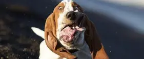 Insanely Cute Animals Imitating Famous Actors Insanely Cute Animals Imitating Famous Actors
