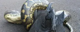 Australia: Not Even Once Australia: Not Even Once