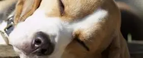 14 Adorable Animals Who Were Never Used In Cosmetic Testing Or Scientific Research 14 Adorable Animals Who Were Never Used In Cosmetic Testing Or Scientific Research