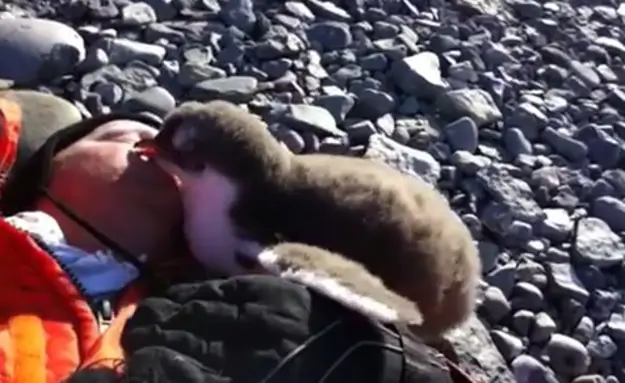 A Baby Penguin Meets A Human