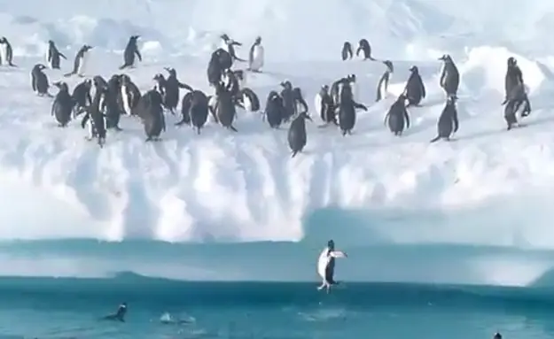 Penguins Having Fun In Antarctica
