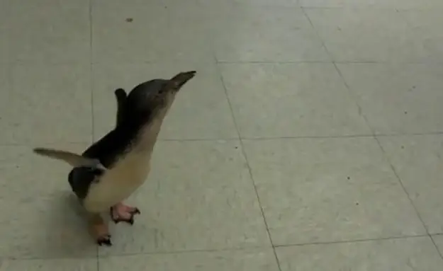 Cookie, The Baby Penguin
