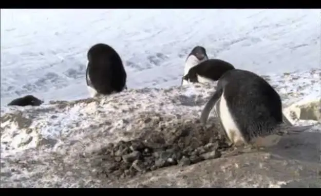 Thieving Penguins!