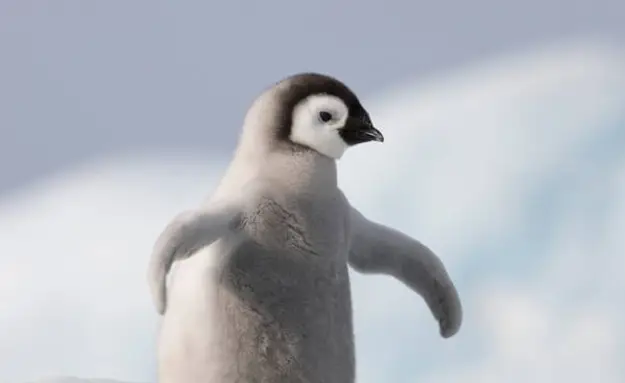 The World’s Cutest Baby Penguins