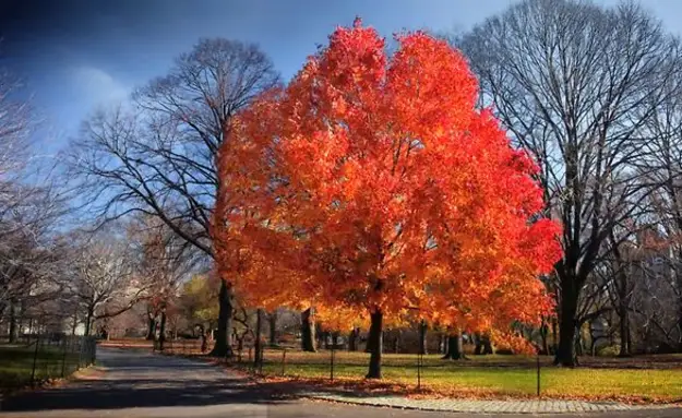 Central Park In Autumn