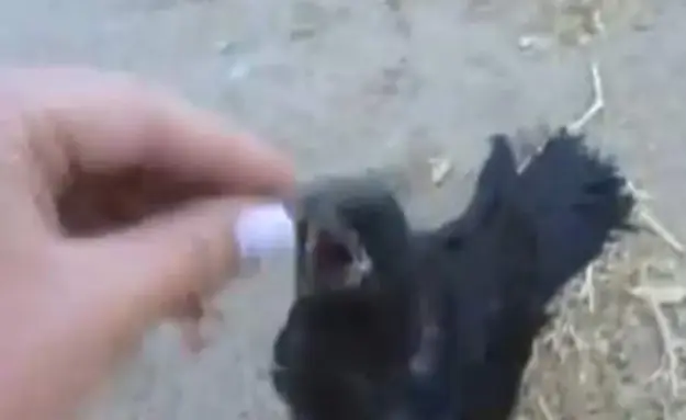 A Crow That Plays Fetch