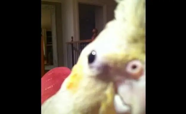 Bird Singing Dubstep