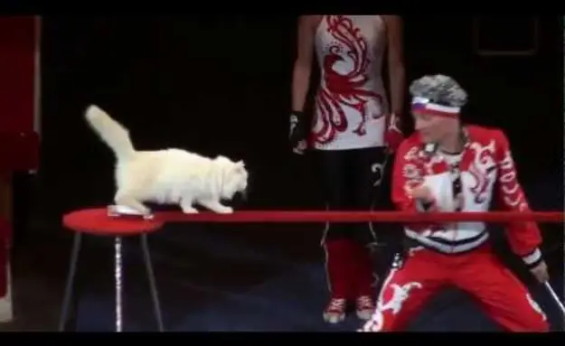 Russian Circus Cats
