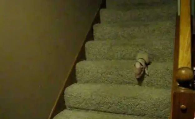A Piglet Goes Down The Stairs