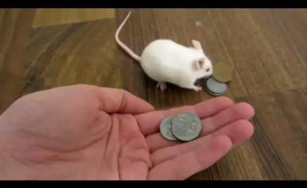 Smart Mouse Buys Itself A Treat