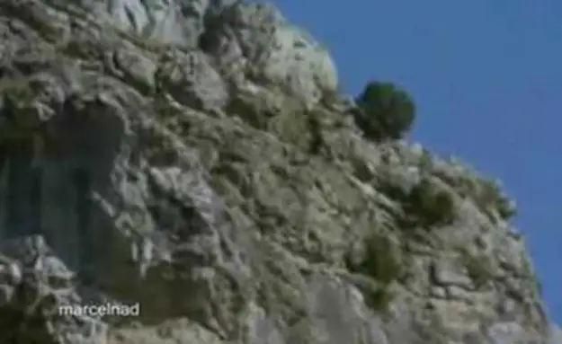 Golden Eagle Drags A Goat Off A Cliff