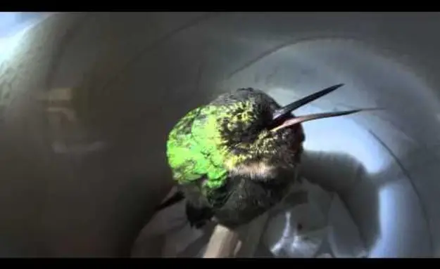 A Snoring Hummingbird
