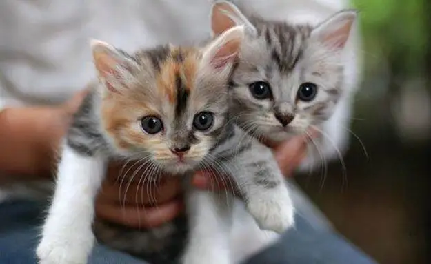 The 28 Cutest Kitten GIFs Ever