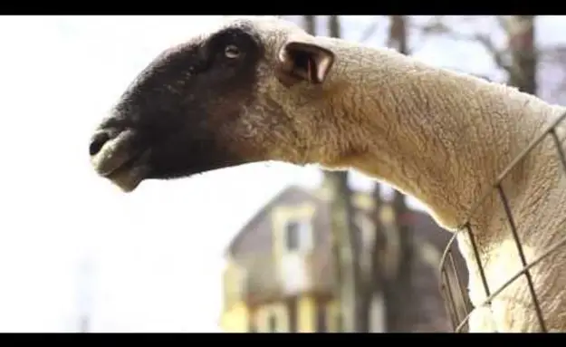 2 Minutes Of Goats Yelling