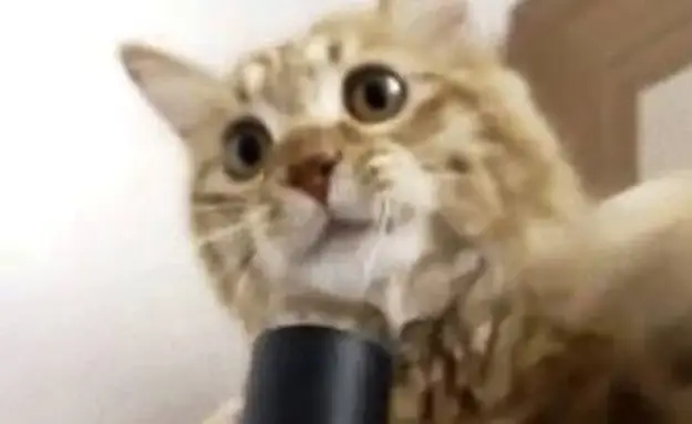 Adorable Kitten Versus Vacuum