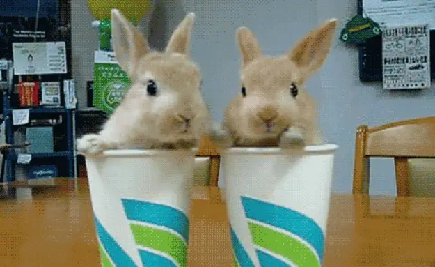 The 25 Cutest Baby Animal GIFs Ever Seen