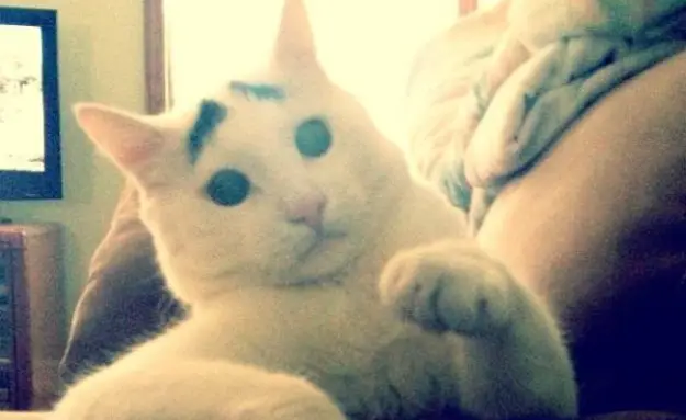 Instagram’s New Cutest Cat: Sam, The Cat With Eyebrows