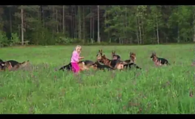 Little Girl Plays With 14 German Shepherds
